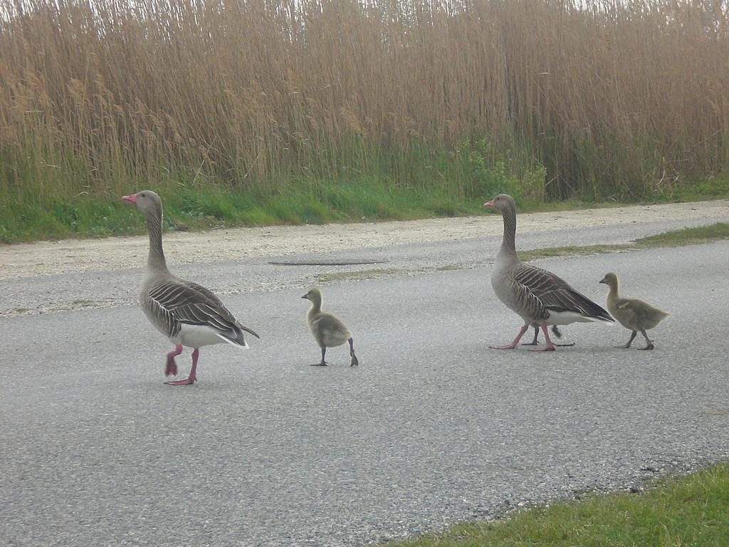 Ferienwohnungen Feldsee Illmitz Luaran gambar