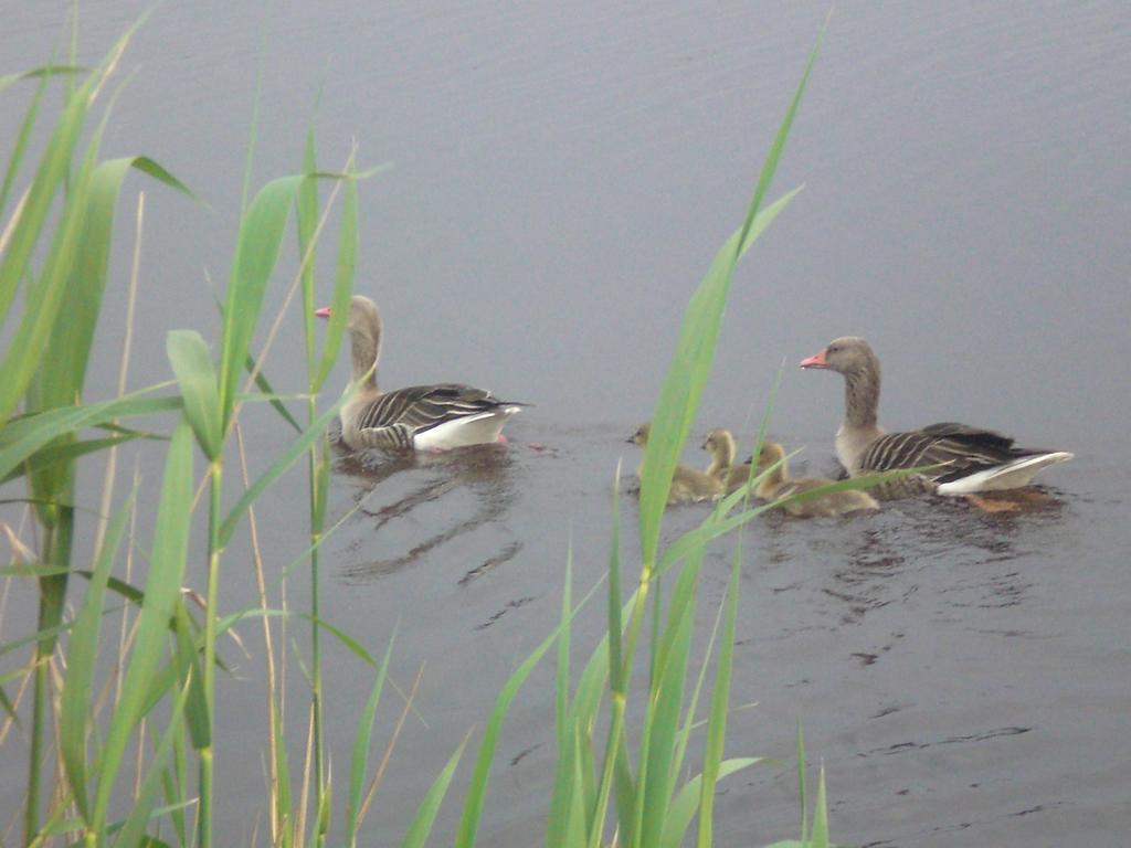 Ferienwohnungen Feldsee Illmitz Luaran gambar