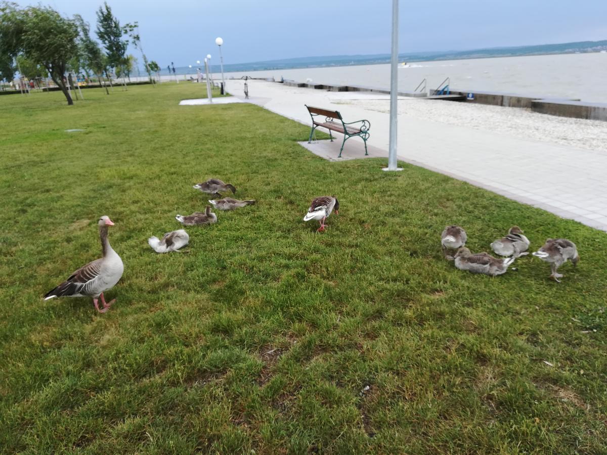 Ferienwohnungen Feldsee Illmitz Luaran gambar