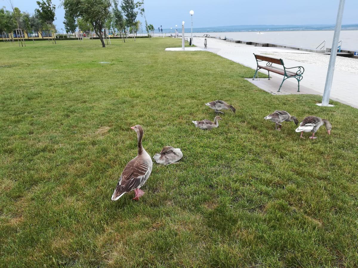 Ferienwohnungen Feldsee Illmitz Luaran gambar